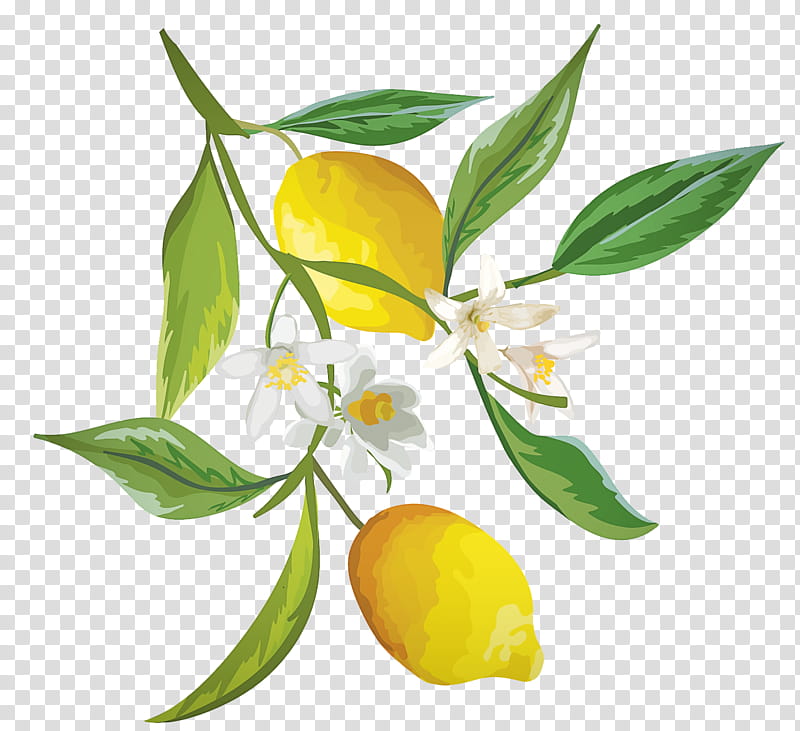 Orange, Flower, Plant, Flowering Plant, Yellow, Citrus, Fruit, Yuzu transparent background PNG clipart