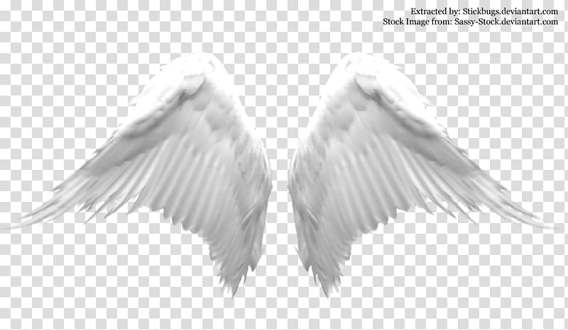 angel wing brushes, white wings art transparent background PNG clipart
