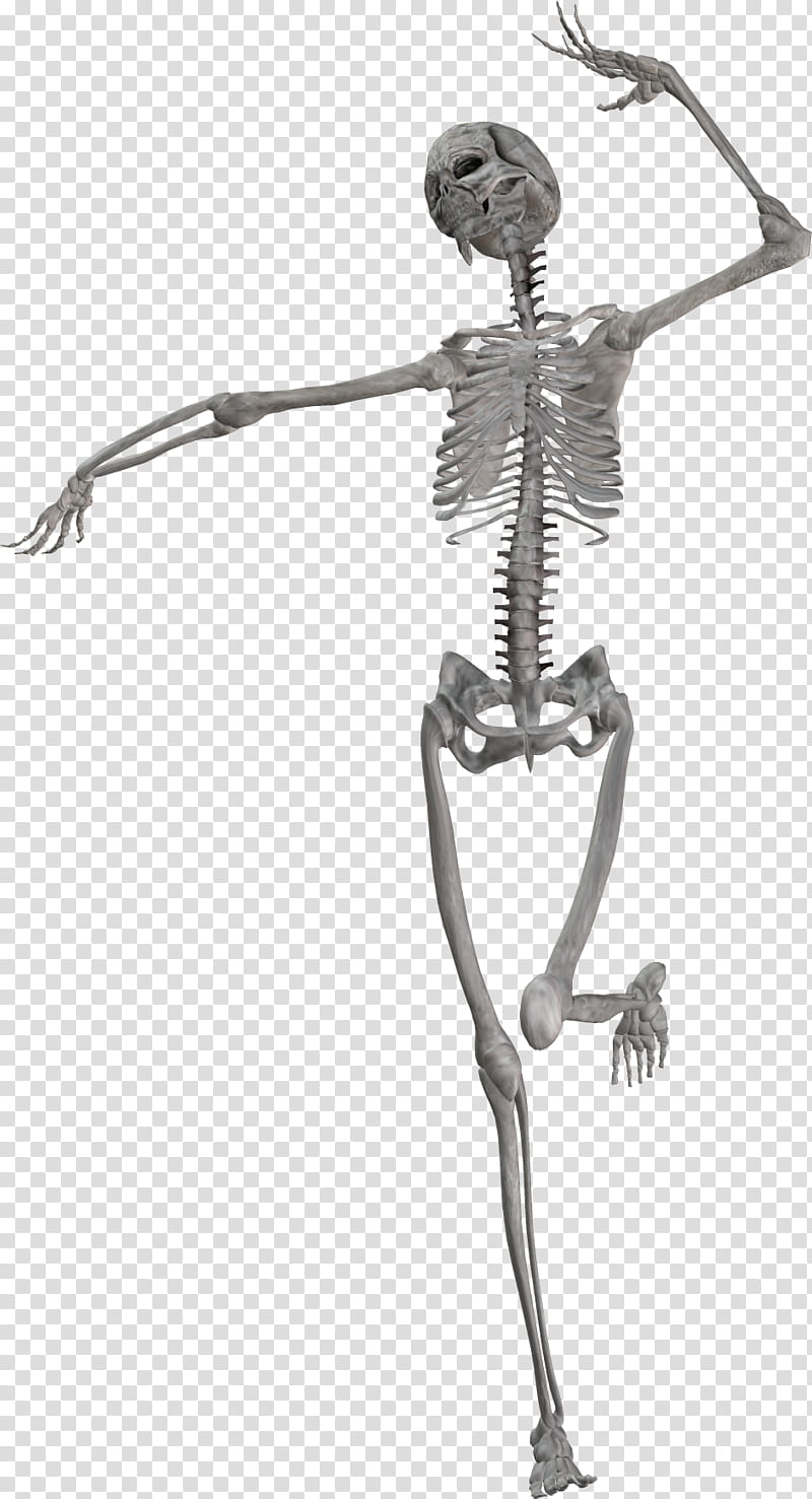 gray human skeleton illustration transparent background PNG clipart
