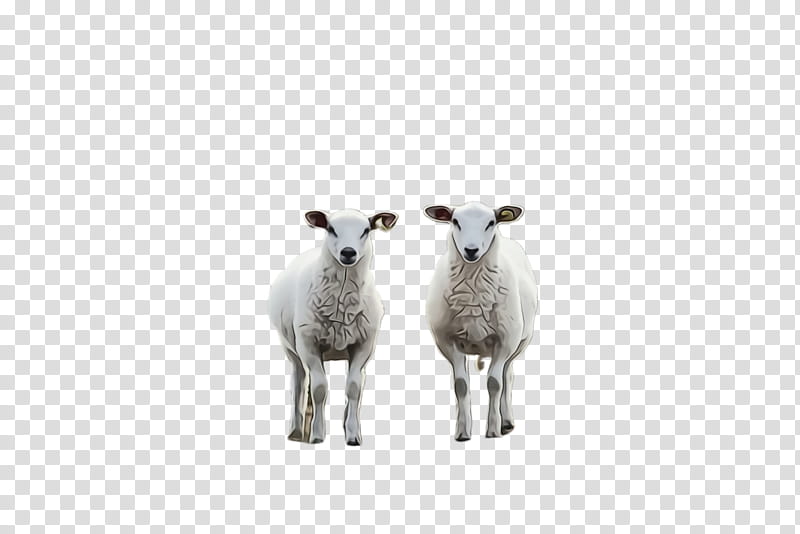 Eid Ul Adha Sheep, Lamb, Eid Al Adha, Dhu AlHijjah, Goat, Snout, Wildlife, Live transparent background PNG clipart