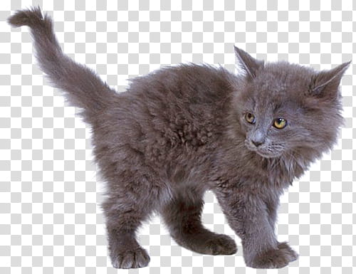 High Quality  Cats , brown kitten transparent background PNG clipart