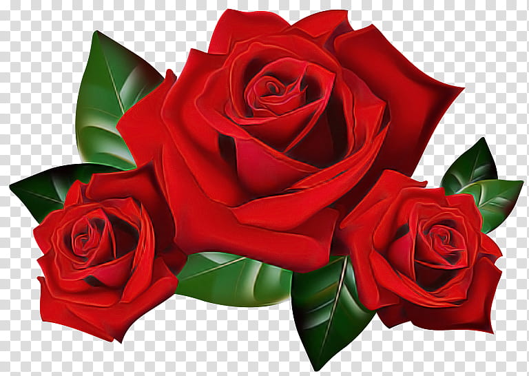 Garden roses, Flower, Red, Hybrid Tea Rose, Petal, Rose Family, Floribunda, Plant transparent background PNG clipart