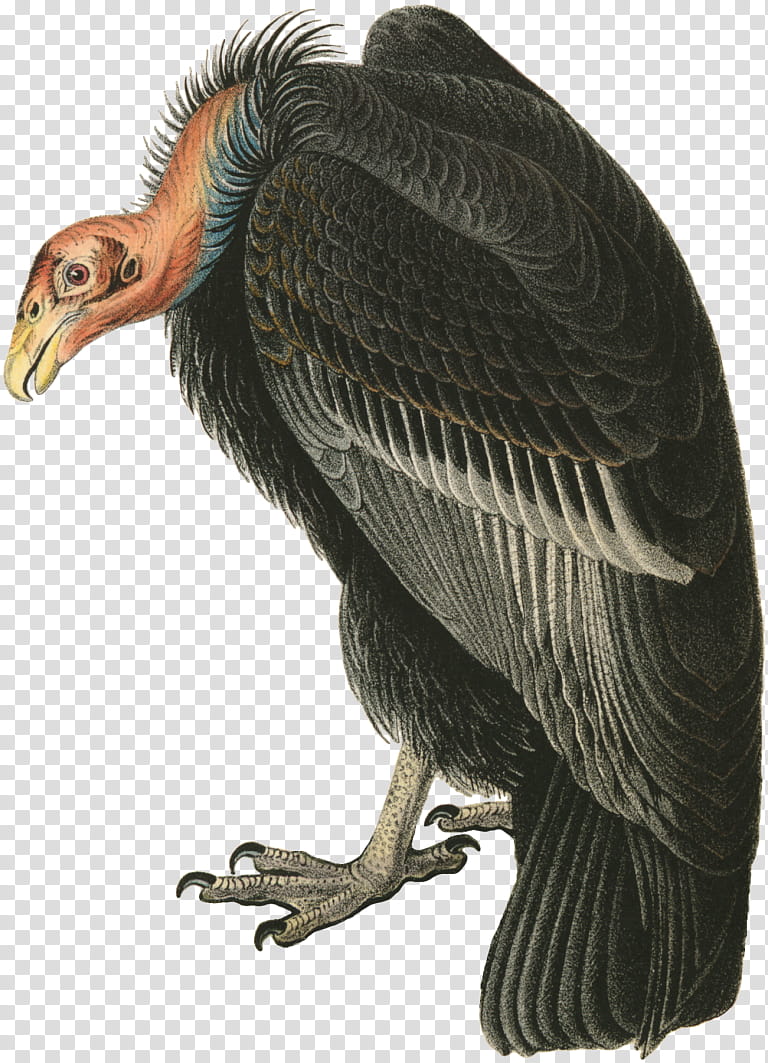 Turkey, Turkey Vulture, Birds Of America, Beaky Buzzard, Black Vulture, California Condor, Andean Condor, Whiterumped Vulture transparent background PNG clipart
