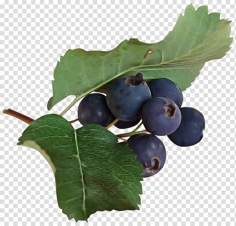 plant fruit leaf berry food, Blueberry, Currant, Flower, Chokeberry, Tree, Prunus Spinosa, Bilberry transparent background PNG clipart