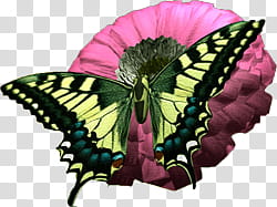 Flower, Eastern tiger swallowtail butterfly illustration transparent background PNG clipart