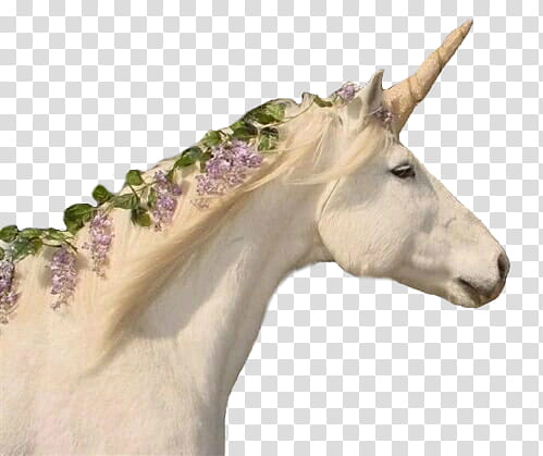 white unicorn with purple flower transparent background PNG clipart