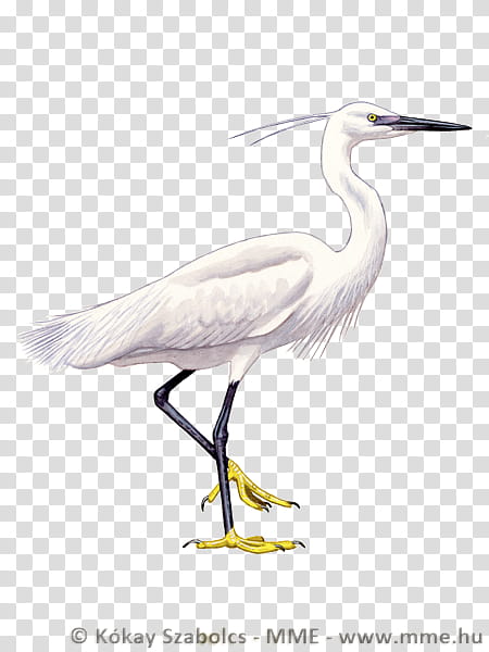 Crane Bird, Great Egret, Little Egret, White Stork, Grey Heron, Little Blue Heron, Eurasian Spoonbill, Ibis transparent background PNG clipart