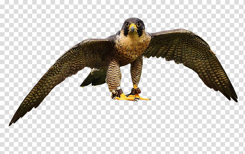 Eagle Bird, Bird Of Prey, Falcon, Bald Eagle, Hawk, Peregrine Falcon, Falconry, Falconiformes transparent background PNG clipart