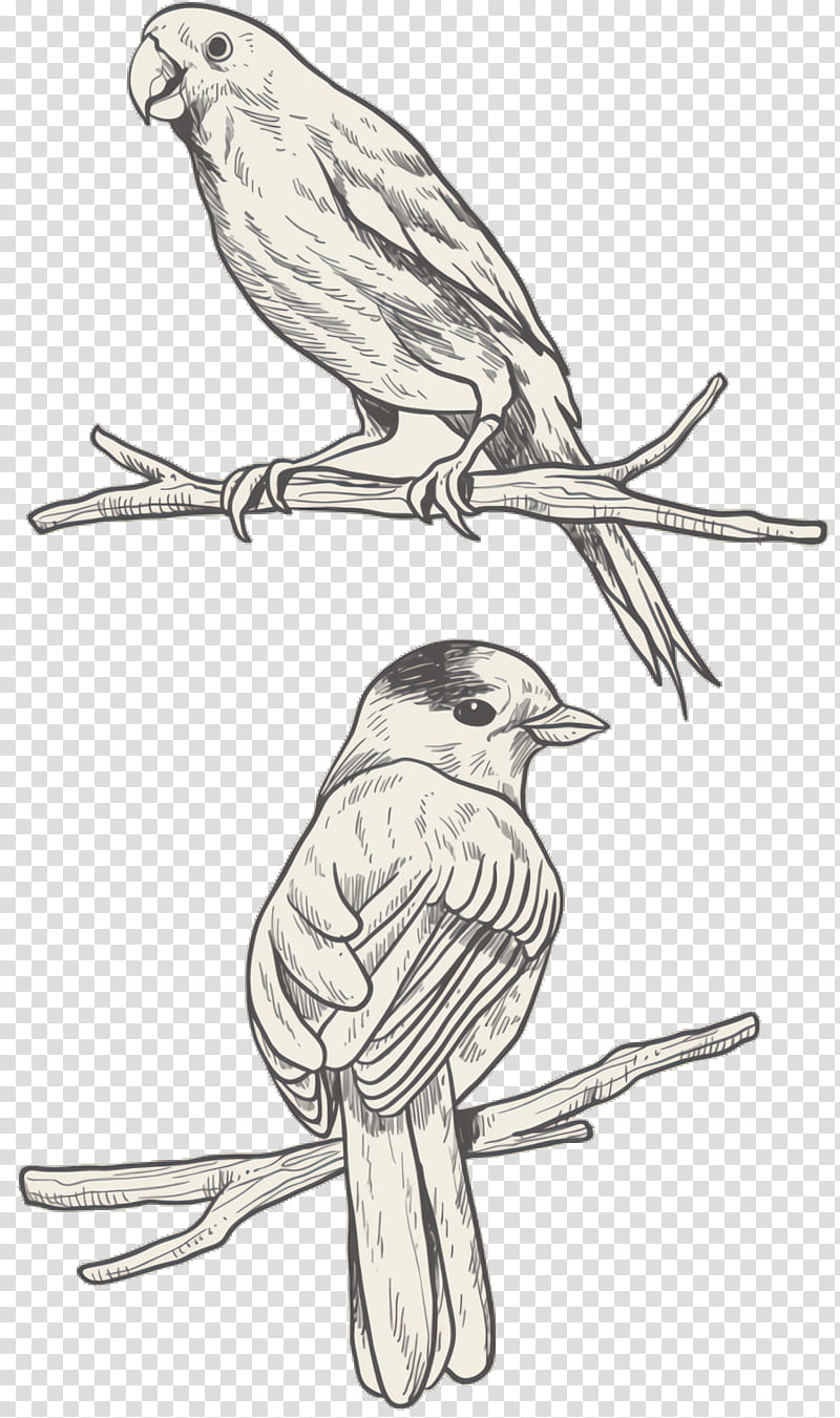 Bird Parrot, Parakeet, Drawing, Beak, Songbird, Perching Bird, Finch, Canary transparent background PNG clipart