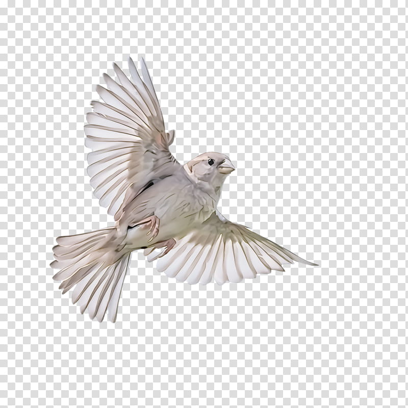 Feather, Bird, Wing, Beak, Junco, Perching Bird, Pigeons And Doves transparent background PNG clipart
