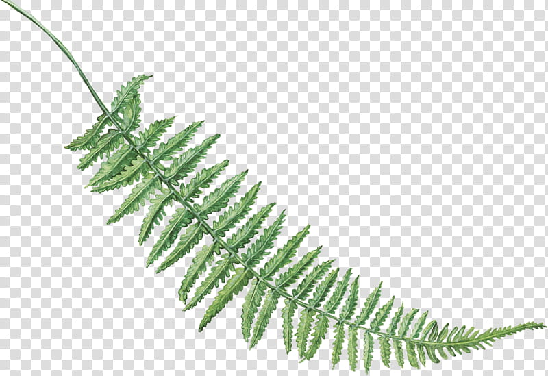 Flower Stem, Fern, Leaf, Plant Stem, Plants, Vascular Plant, Ferns And Horsetails, Terrestrial Plant transparent background PNG clipart