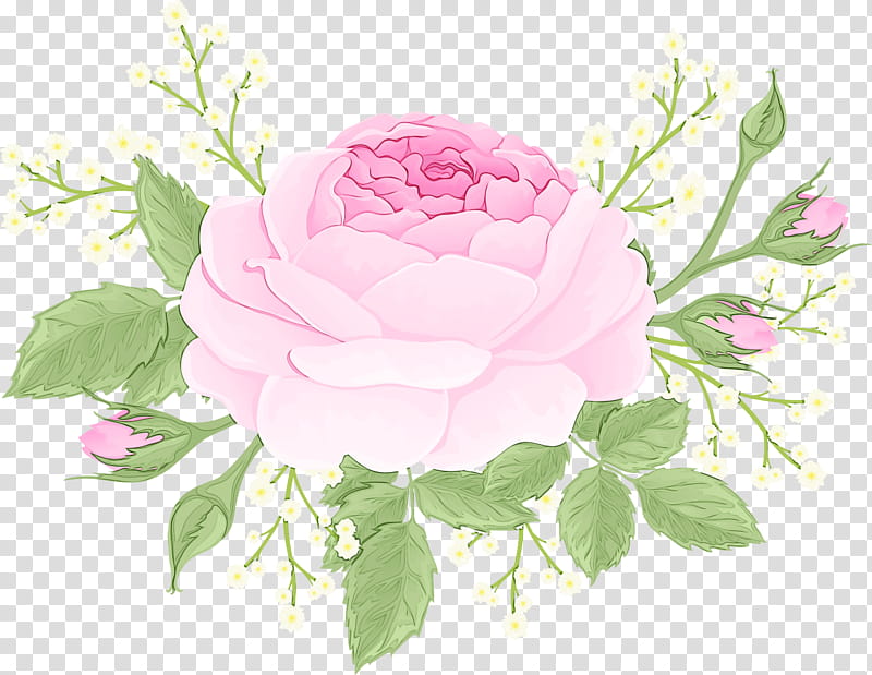 Garden roses, Watercolor, Paint, Wet Ink, Flower, Pink, Common Peony, Plant transparent background PNG clipart