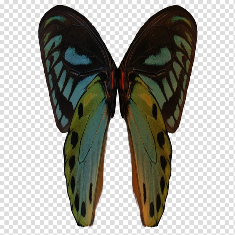 wings , Cairn's birdwing butterfly illutration transparent background PNG clipart