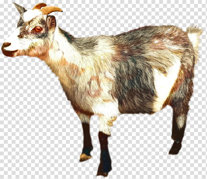 Mountain, Russian White Goat, Mountain Goat, Goats, Feral Goat, Live ...