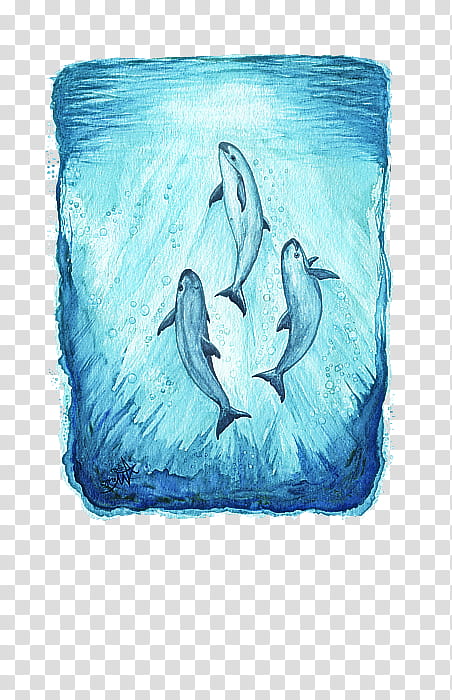 dolphin cetacea bottlenose dolphin blue whale beluga whale transparent background PNG clipart