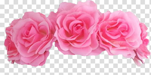 Flower , blooming three pink rose flowers transparent background PNG clipart