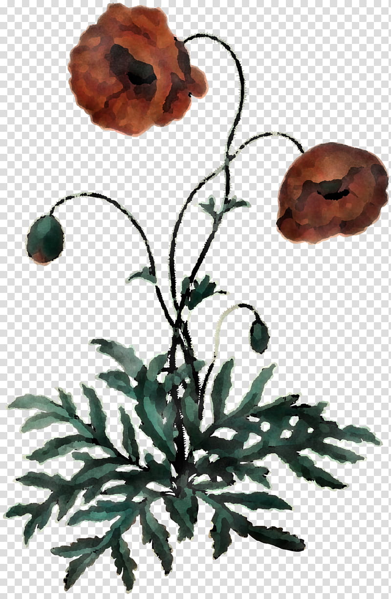 flower oriental poppy plant anemone poppy family, Petal, Plant Stem, Wildflower transparent background PNG clipart