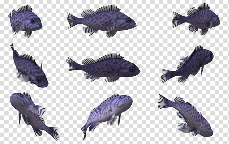 Fish Set , nine gray fish art transparent background PNG clipart
