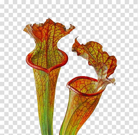 , pitcher plant transparent background PNG clipart
