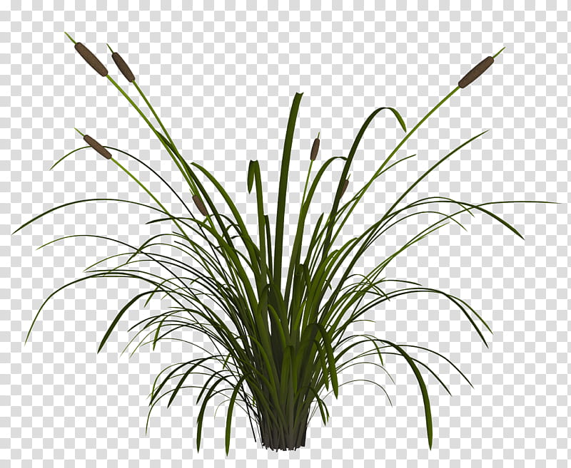 Reed transparent background PNG clipart