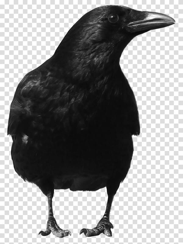 crow , crow transparent background PNG clipart