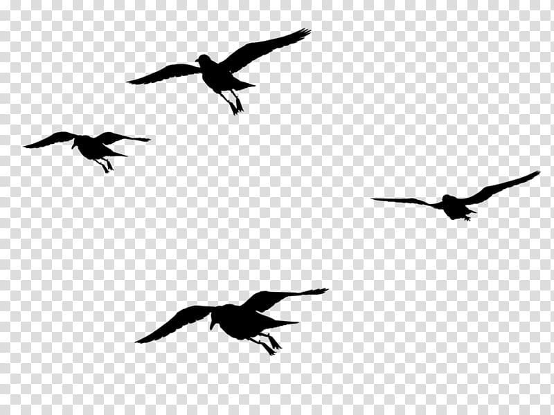 Crane Bird, Bird Migration, Beak, Seabird, Water Bird, Silhouette, Animal Migration, Sky transparent background PNG clipart