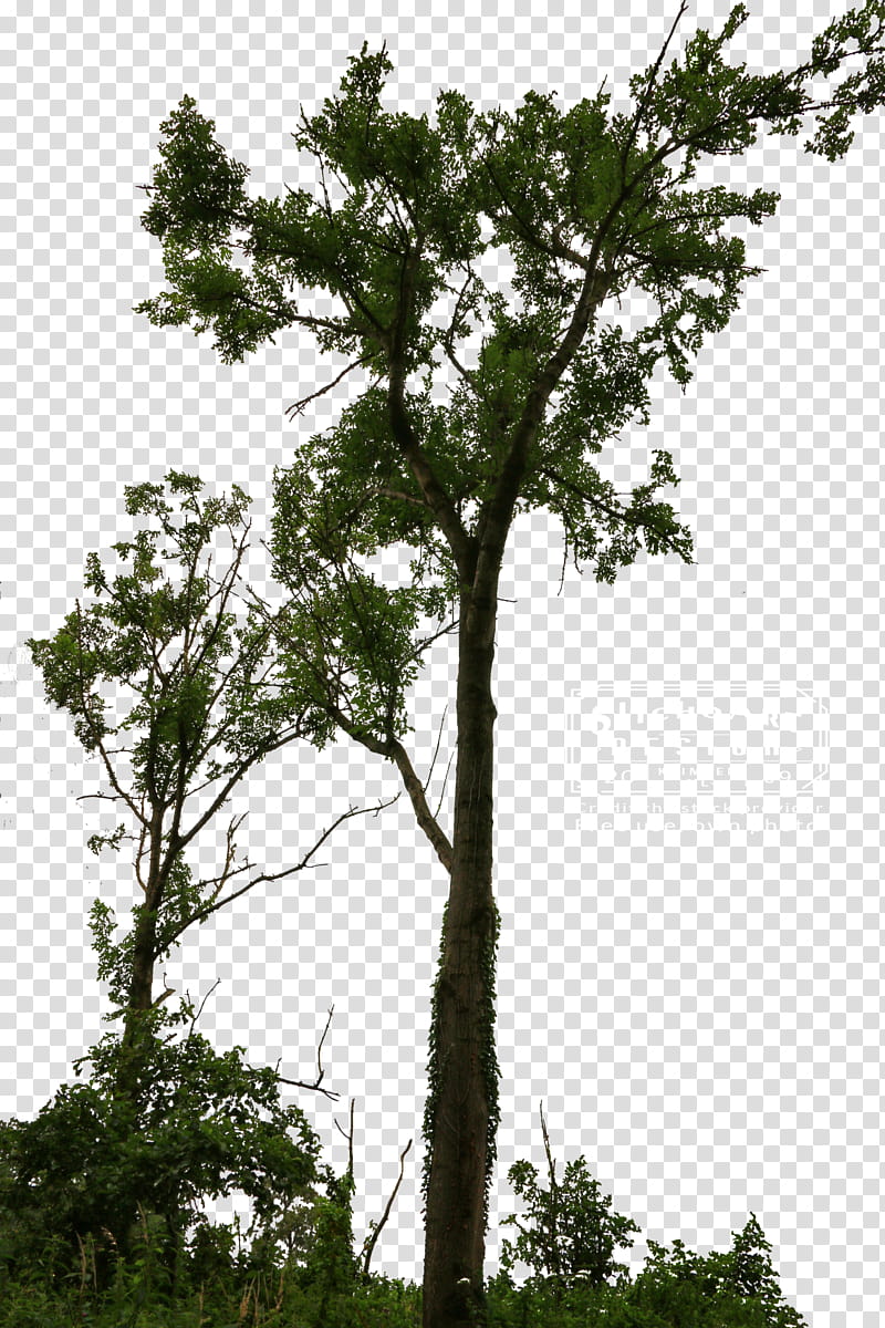 Tree And Bush transparent background PNG clipart