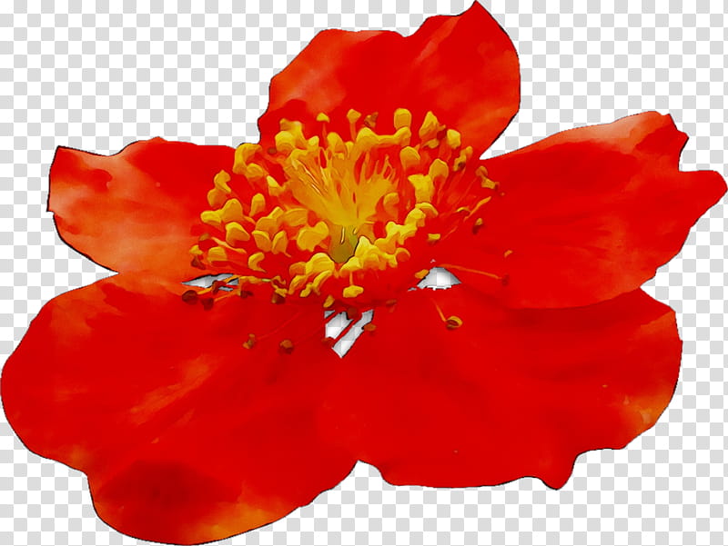 Poppy Flower, Poppy Family, Orange Sa, Petal, Red, Plant, Peony, Perennial Plant transparent background PNG clipart