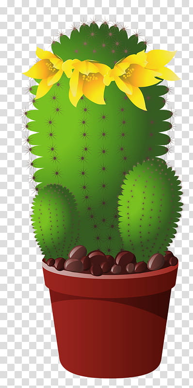 Green Leaf, Cactus, Cactus Et Succulentes, Succulent Plant, Saguaro, Thorns Spines And Prickles, Plants, Flowerpot transparent background PNG clipart
