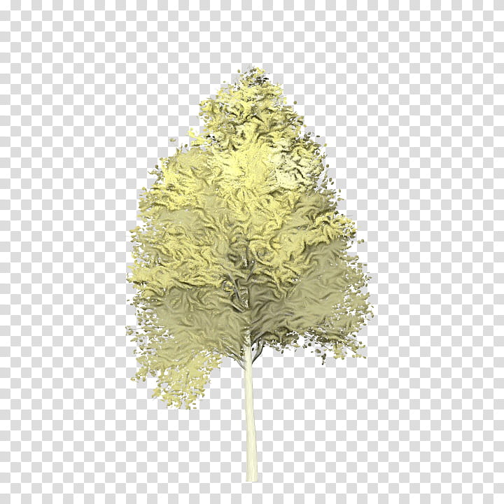Family Tree, Larch, Plane Trees, Branch, Maidenhair Tree, Plane Tree Family, Leaf, Plant transparent background PNG clipart