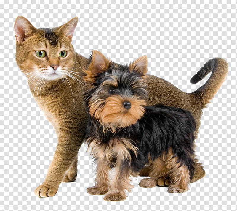 Dog And Cat, Yorkshire Terrier, Norwich Terrier, Puppy, Australian Silky Terrier, Cat Food, Pet, Cats Dogs transparent background PNG clipart