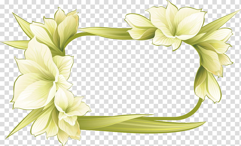 White cosmos flower on green mint background Vector Image