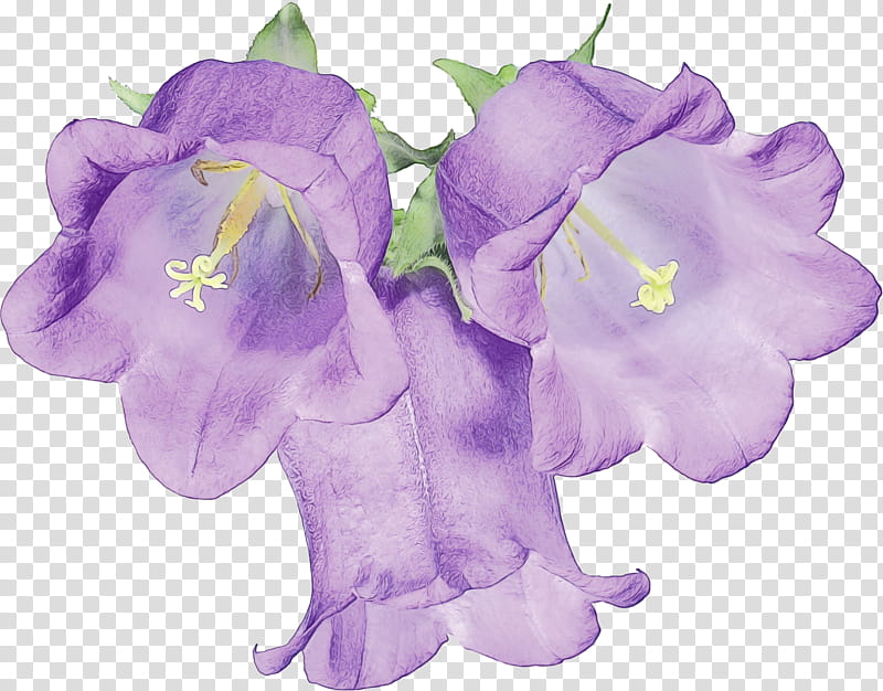Lavender, Watercolor, Paint, Wet Ink, Violet, Flower, Purple, Plant transparent background PNG clipart