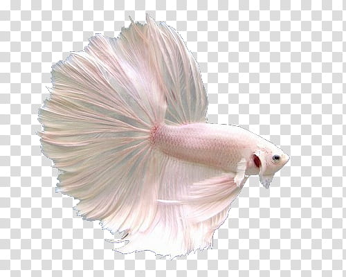 Full, white betta fish transparent background PNG clipart