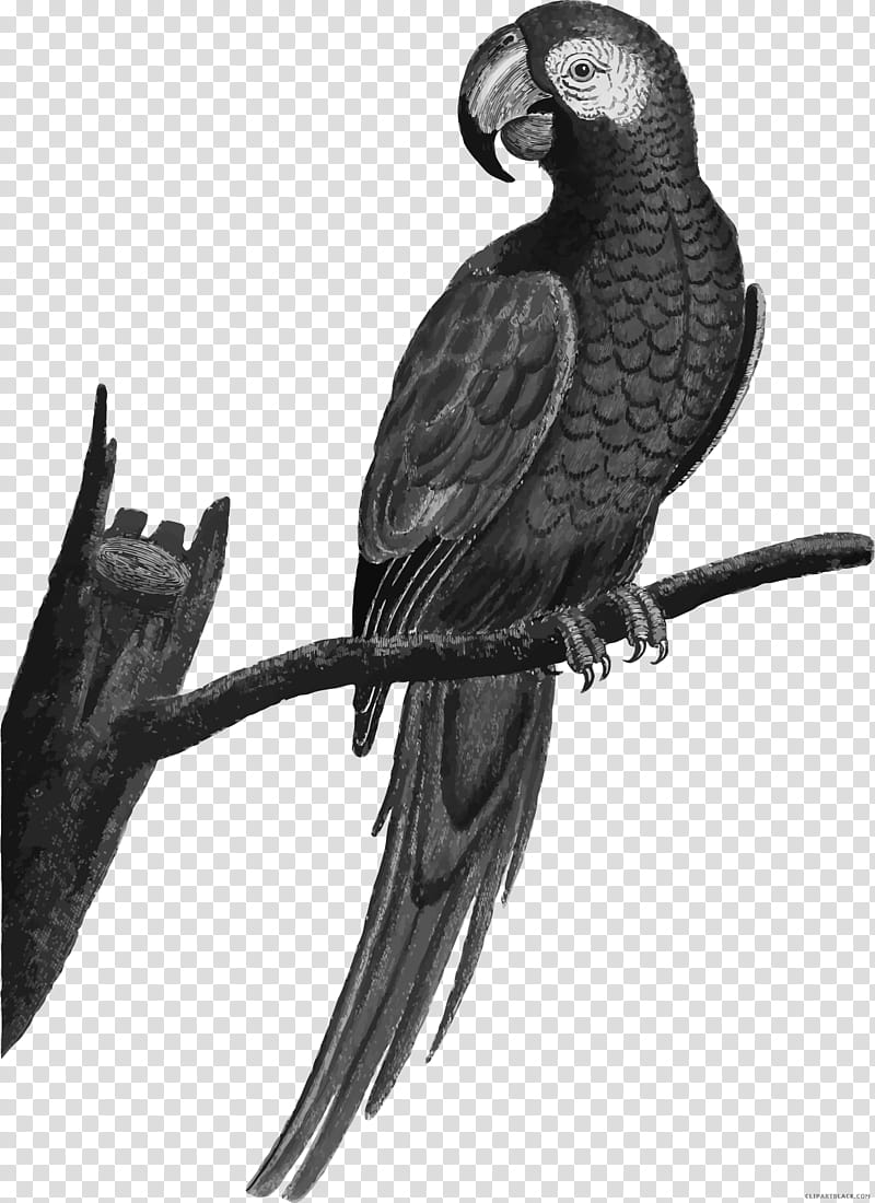Bird Parrot, Bird Illustrations, Fly Parrot, Grey Parrot, Senegal Parrot, Parrots, Beak, Black And White transparent background PNG clipart