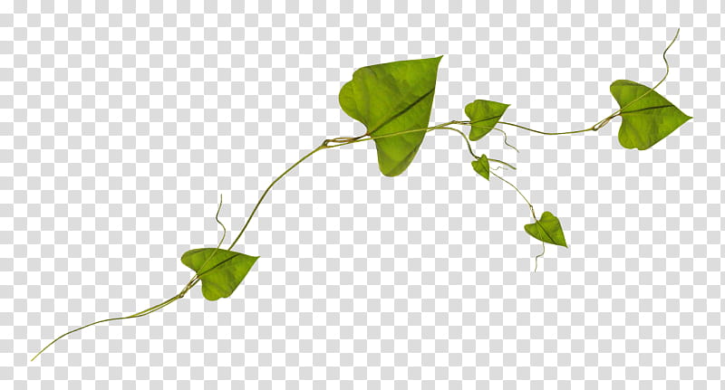 green poison ivy illustration transparent background PNG clipart