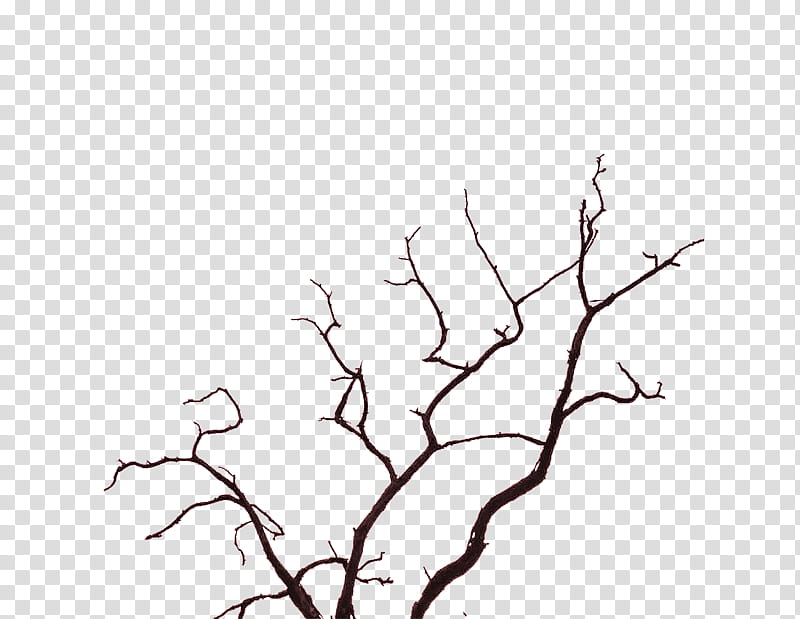 , withered tree branch transparent background PNG clipart