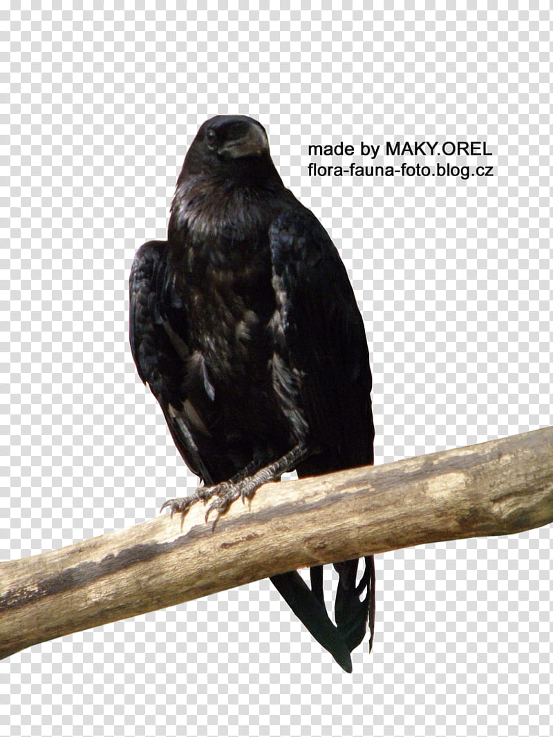 SET Black crow, black crow transparent background PNG clipart