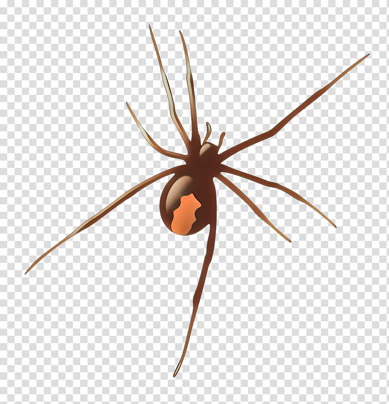 spider arachnid widow spider tangle-web spider orb-weaver spider, Cartoon, Tangleweb Spider, Orbweaver Spider, Insect, Harvestman, Pest transparent background PNG clipart