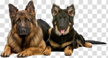 Dog, two brown-and-black German shepherds transparent background PNG clipart