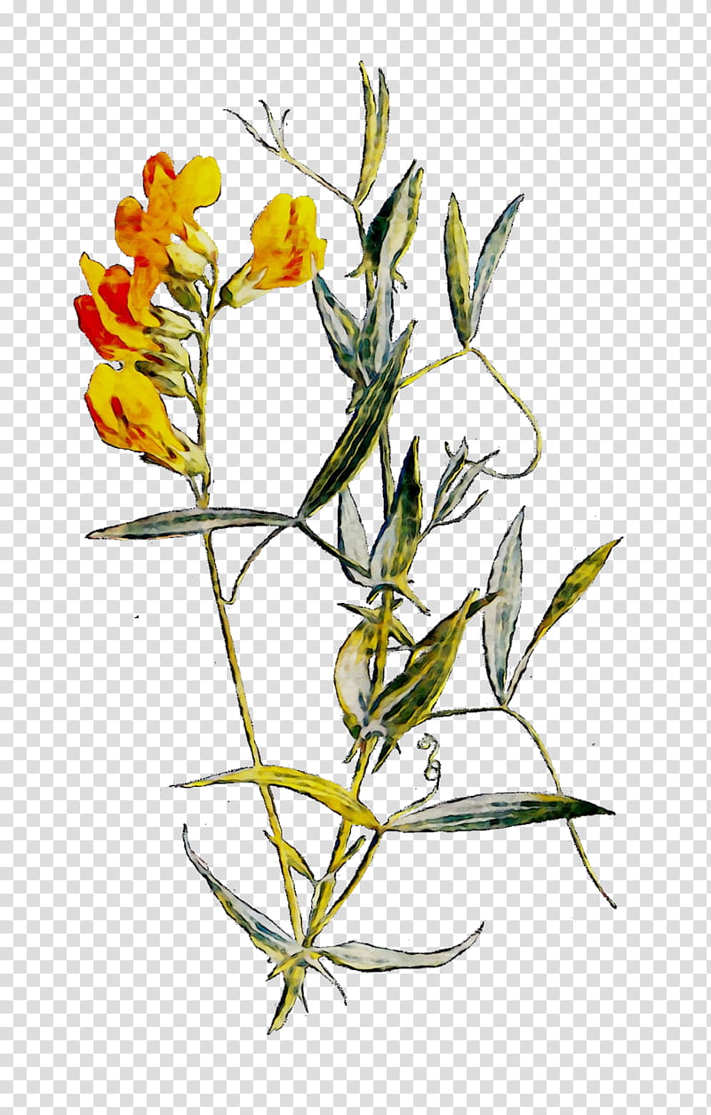 Flowers, Twig, Plant Stem, Herbaceous Plant, Plants, Pedicel, Yellow Toadflax, Branch transparent background PNG clipart