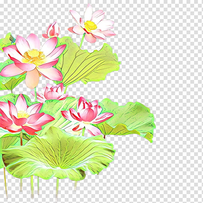 Lily Flower, Floral Design, Cut Flowers, Plant Stem, Nelumbonaceae, Aquatic Plants, Herbaceous Plant, Nymphaea Nelumbo transparent background PNG clipart