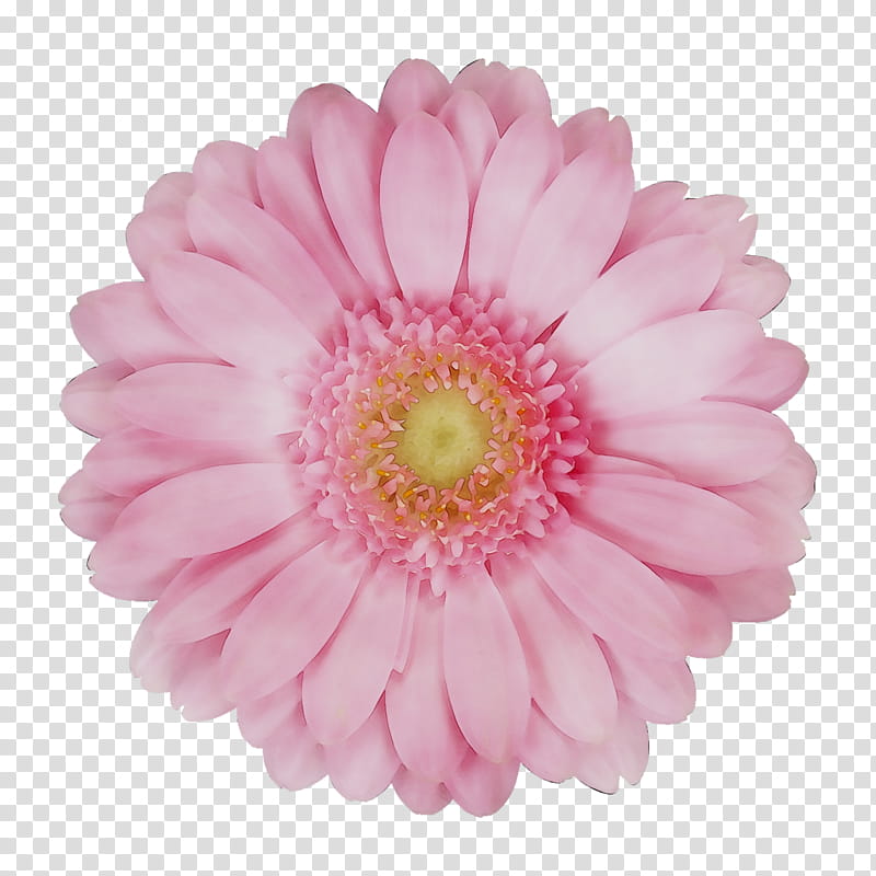 Pink Flower, Transvaal Daisy, Cut Flowers, Chrysanthemum, 2019 Bmw 3 Series, Assortment Strategies, Petal, Dutch Language transparent background PNG clipart