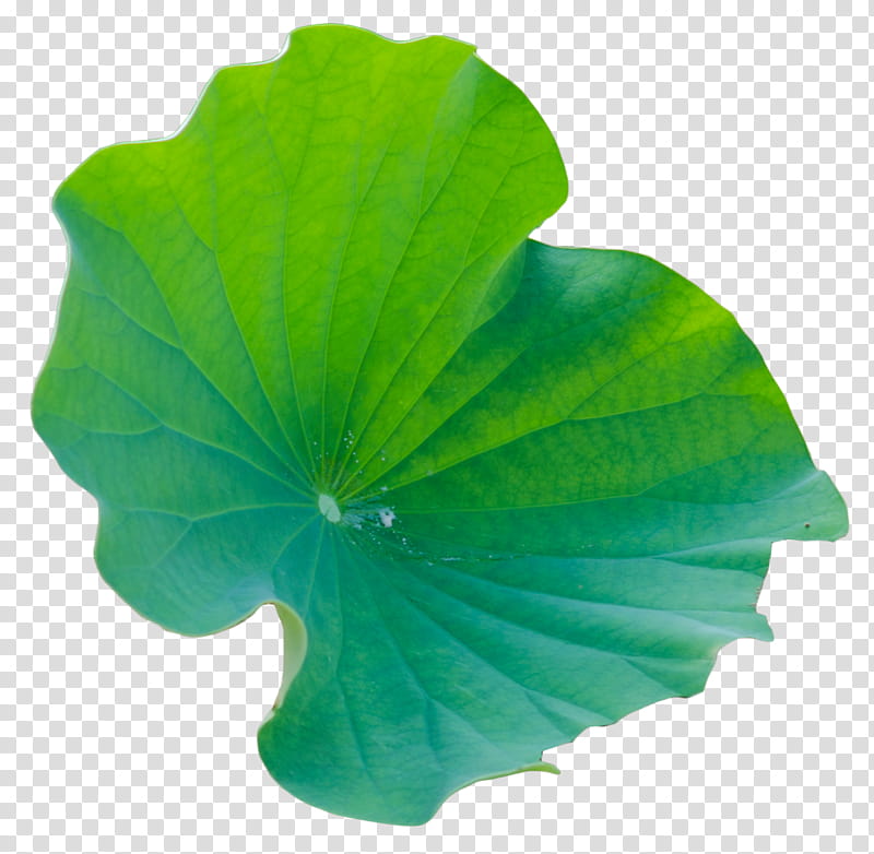 Green Leaf, Petal, Annual Plant, Plants, Sepal, Flower, Panicled Hydrangea, Shrub transparent background PNG clipart