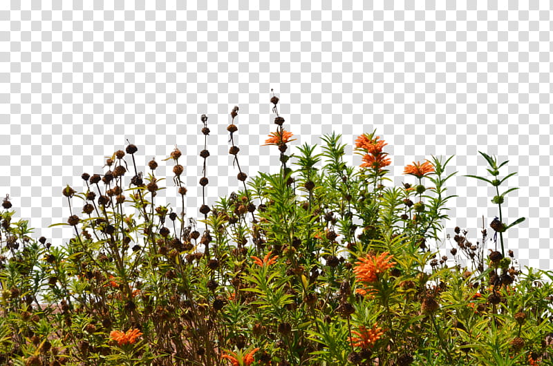 Wild Flowers , orange flowers transparent background PNG clipart | HiClipart