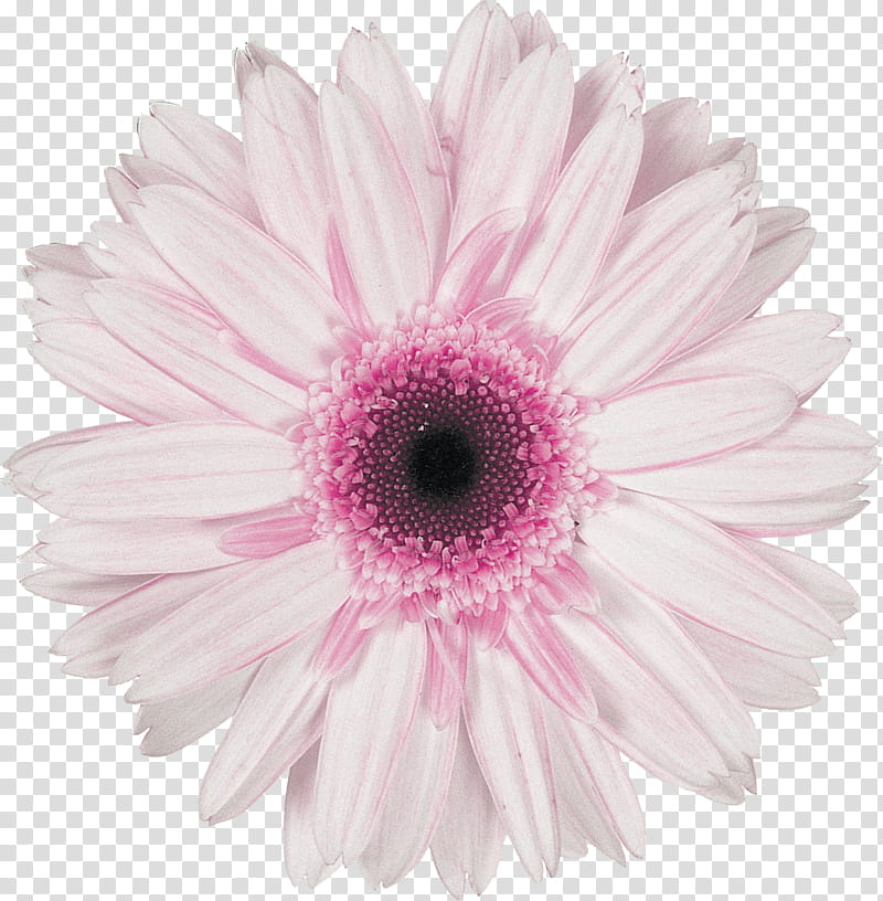 Daisy, Barberton Daisy, Gerbera, Flower, Pink, White, Petal, Plant transparent background PNG clipart