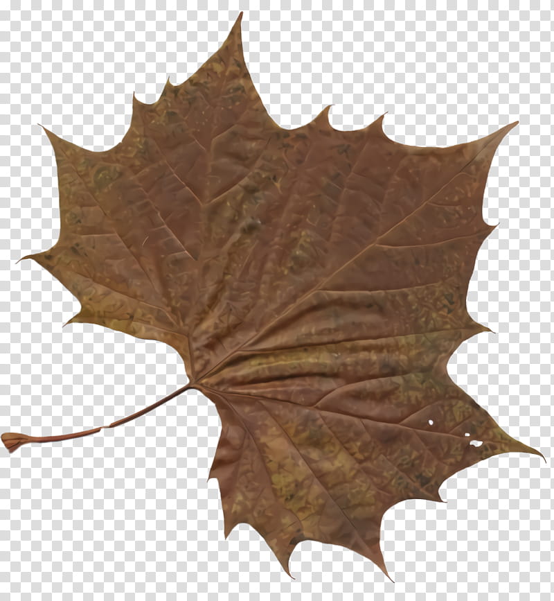 Maple leaf, Tree, Brown, Plane, Black Maple, Black Oak, Plant, Woody Plant transparent background PNG clipart