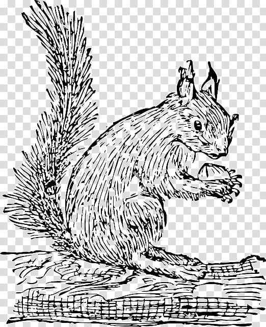 Squirrel, Eastern Gray Squirrel, Drawing, Tree Squirrel, Western Gray Squirrel, Line Art, Head, Coloring Book transparent background PNG clipart
