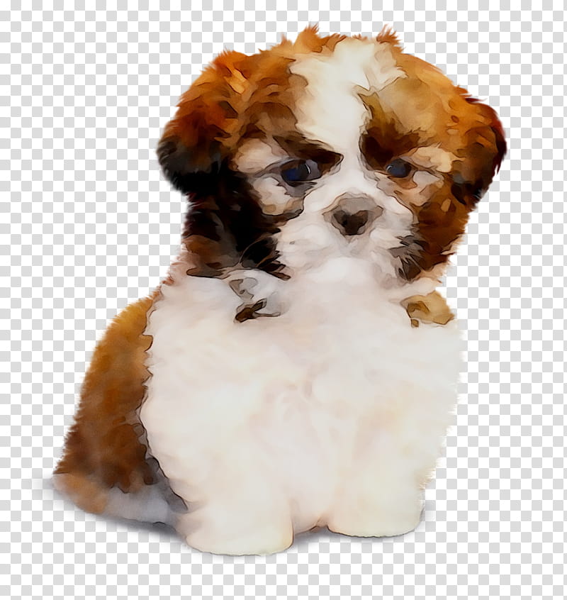 Cartoon Love, Cavachon, Shih Tzu, Havanese Dog, Lhasa Apso, Puppy, Companion Dog, Tibetan Terrier transparent background PNG clipart