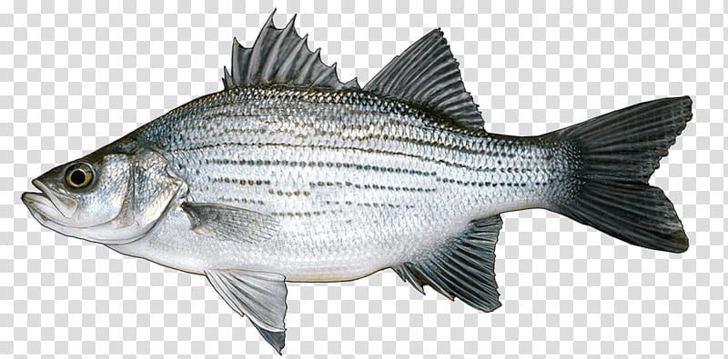 Fishing, Barramundi, White Bass, Lake Whitefish, Recreational Fishing, Perch, Angling, Fisherman transparent background PNG clipart